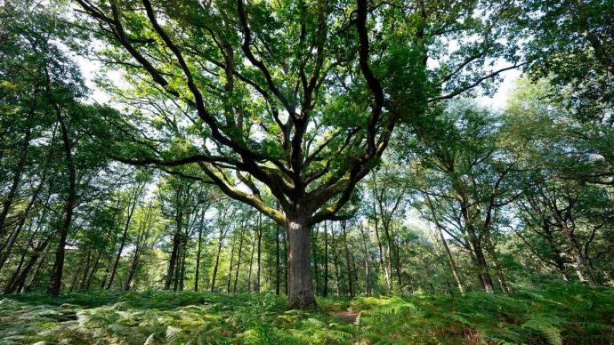 Forêt de Rembouillet