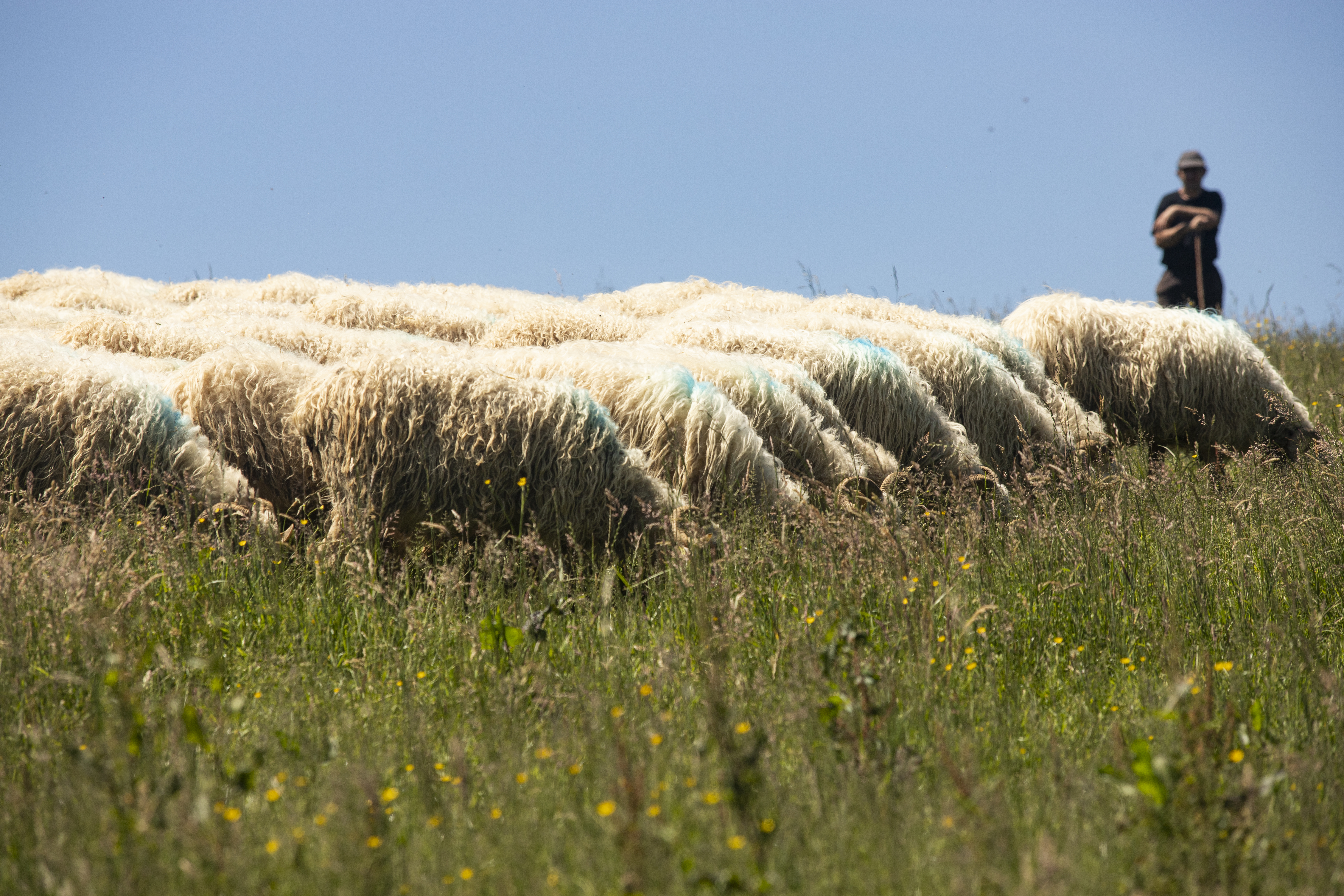 ovins dans un champs