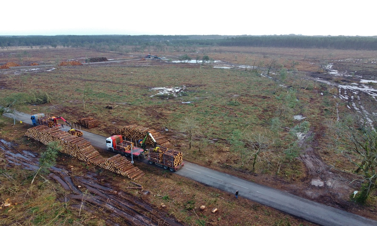 Coupe rase réglementaire de la Zone Infestée de 500m autour des arbres contaminés