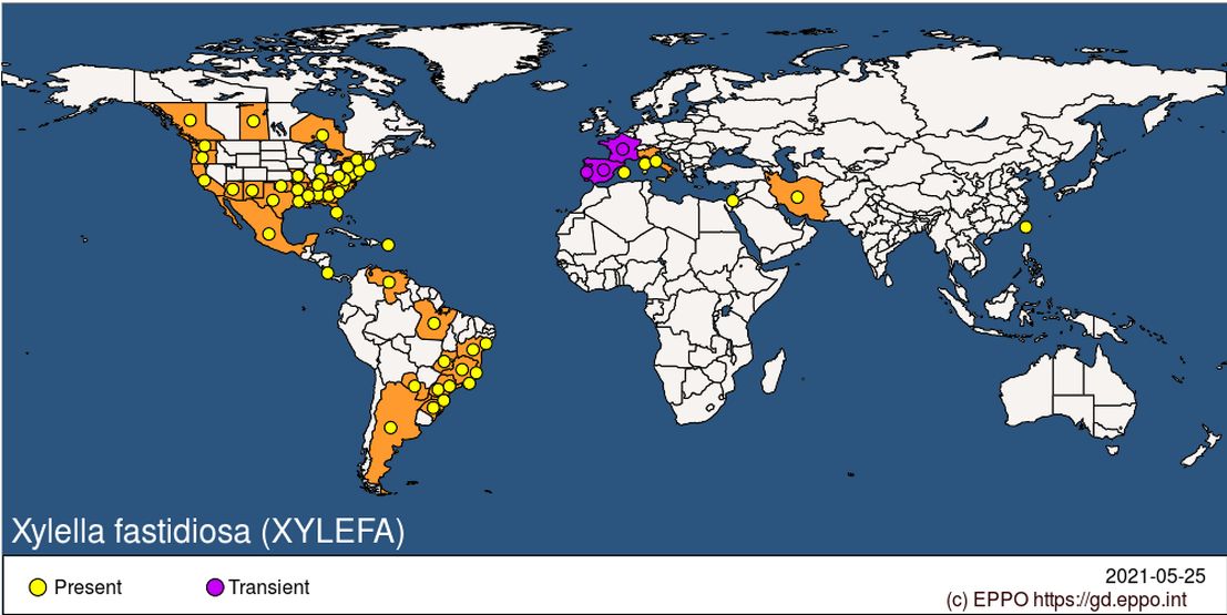 Carte du monde présentant la diffusion de la bactérie xylella fastidiosa