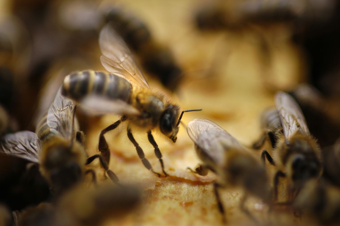 DEPHY - Abeilles : développer des systèmes favorables aux abeilles et ...