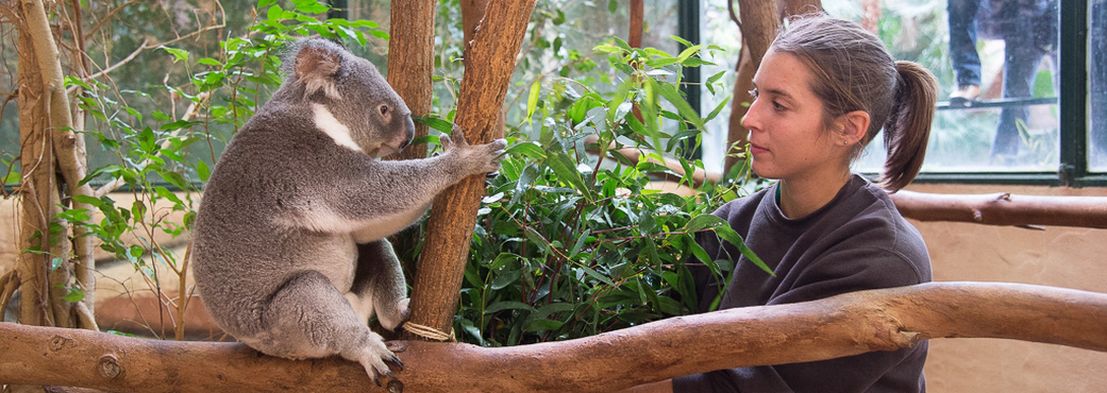 Préparation d'eucalyptus pour l'alimentation des koalas