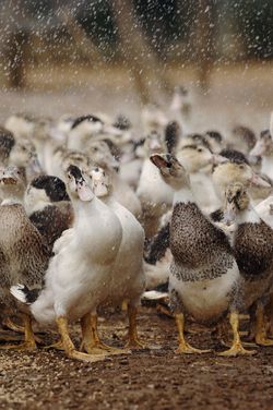 Foie gras élevage de canard © Min.agri.fr