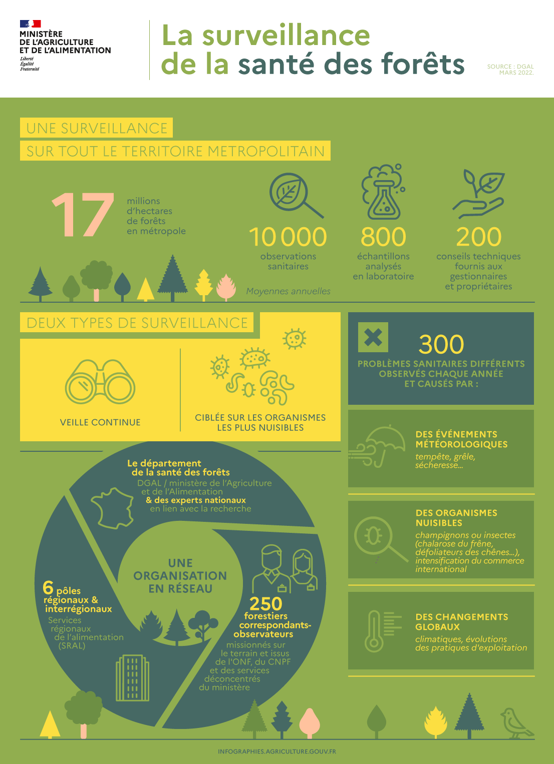 Infographie sur la suveillance de la santé des forêts