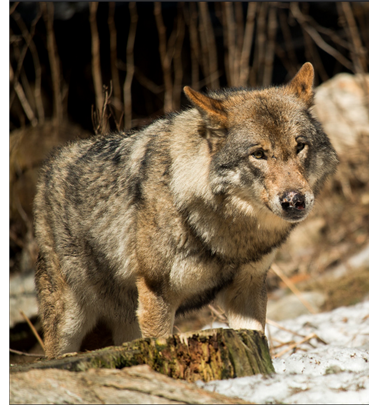 Hybride chien loup