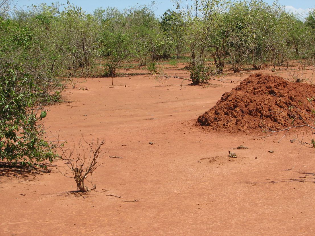 En Afrique, restaurer les sols pour lutter contre la faim | Ministère