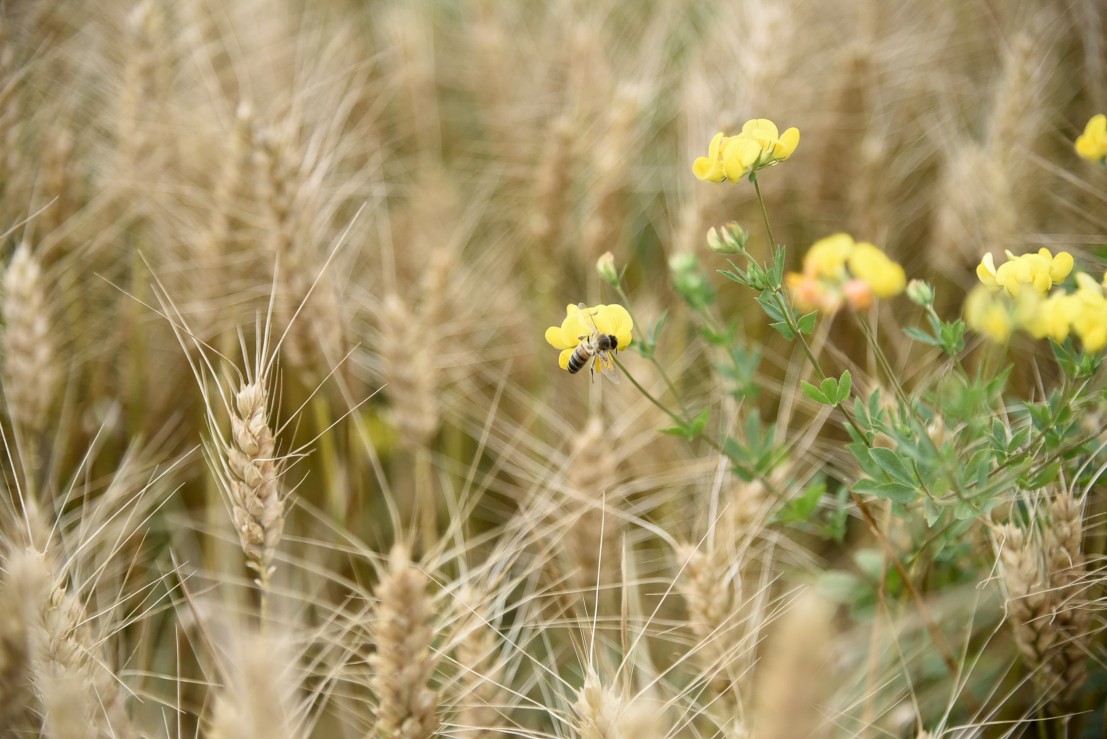 produit phytosanitaire  Ministère de l'Agriculture et de l'Alimentation