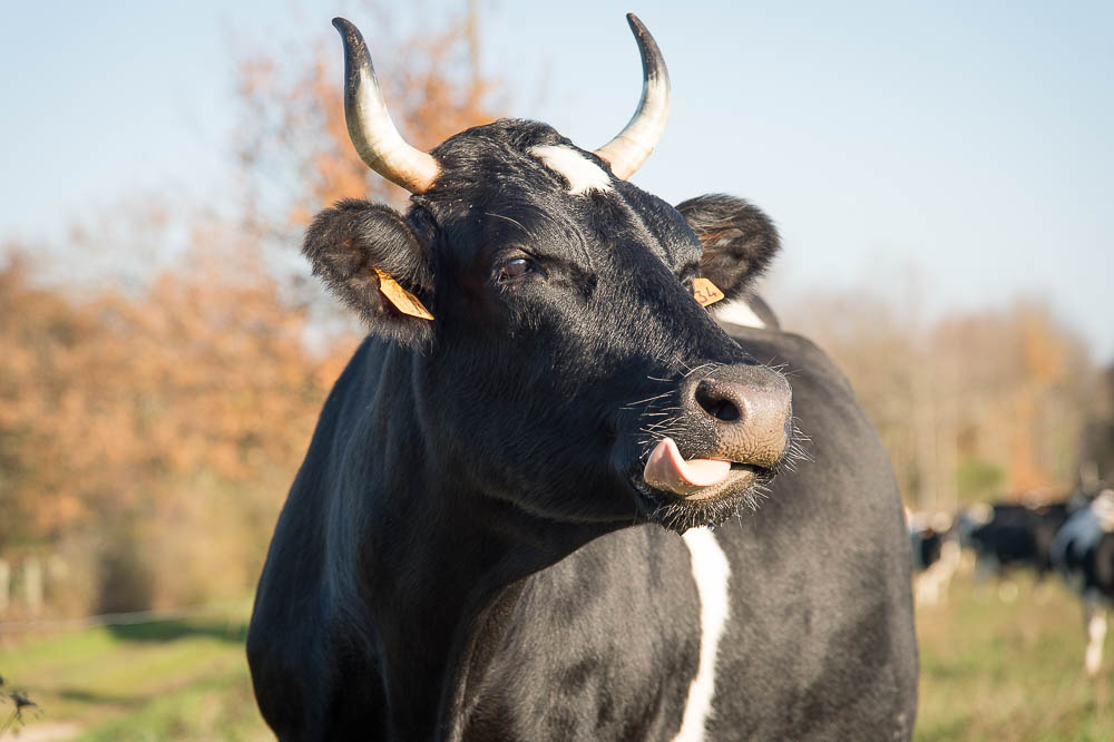 Comment Est Choisie La Vache Egerie Du Salon International De L Agriculture Ministere De L Agriculture Et De L Alimentation