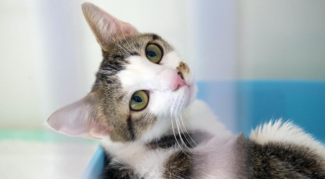 Les chiens de catégorie 1 et 2 dits « chiens dangereux 