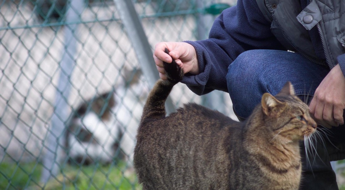 Plan De Soutien A La Prise En Charge Des Animaux Abandonnes Ou En Fin De Vie M Ministere De L Agriculture Et De L Alimentation