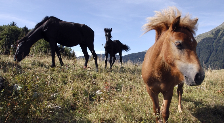 Acheter Un Cheval Mode D Emploi Ministere De L Agriculture Et De L Alimentation