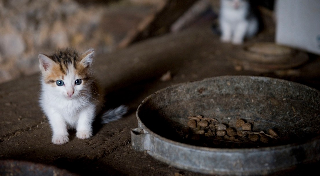 La Sterilisation Des Chats Un Acte De Protection Ministere De L Agriculture Et De L Alimentation