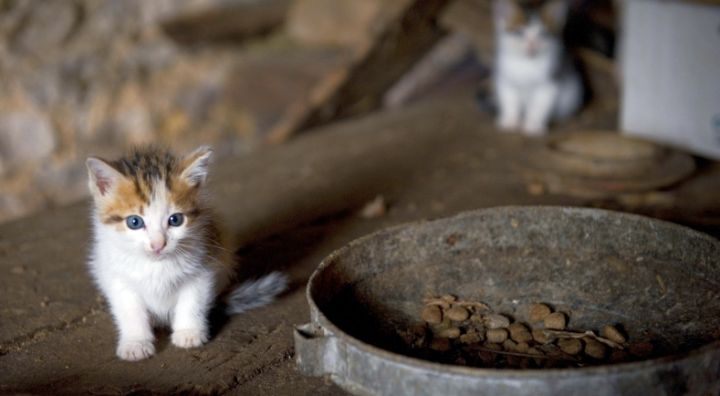 La Sterilisation Des Chats Un Acte De Protection Ministere De L Agriculture Et De L Alimentation