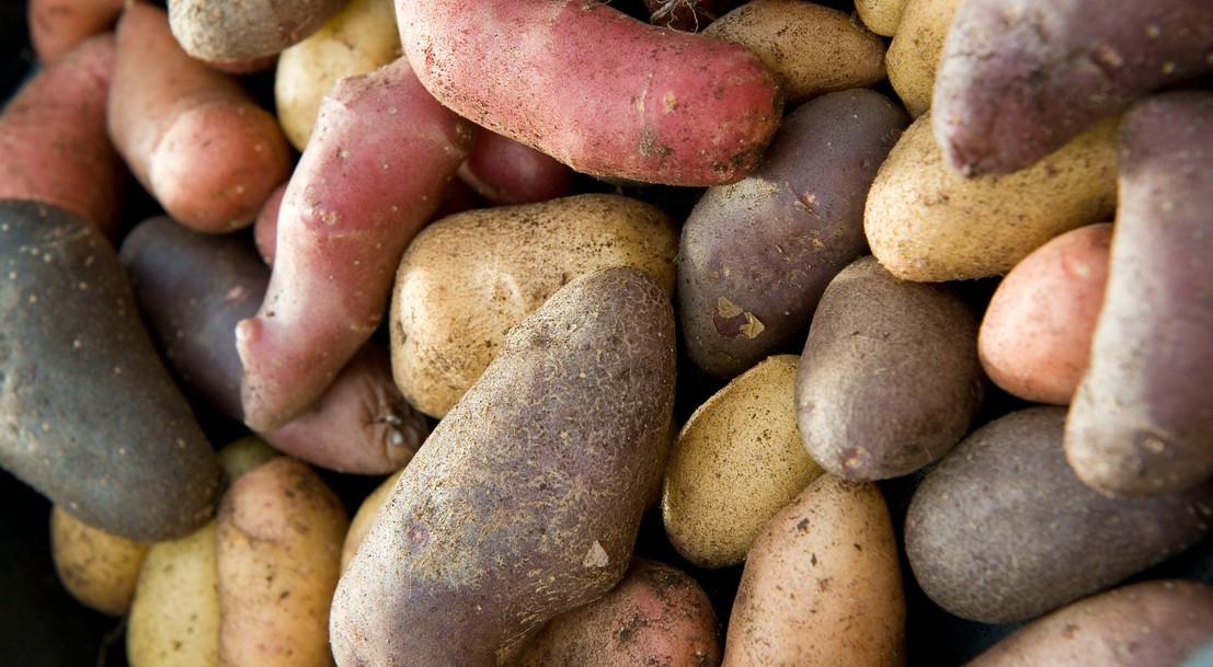 La Pomme De Terre Et Ses Varietes Ministere De L Agriculture Et De L Alimentation La Pomme De Terre Et Ses Varietes Ministere De L Agriculture Et De L Alimentation