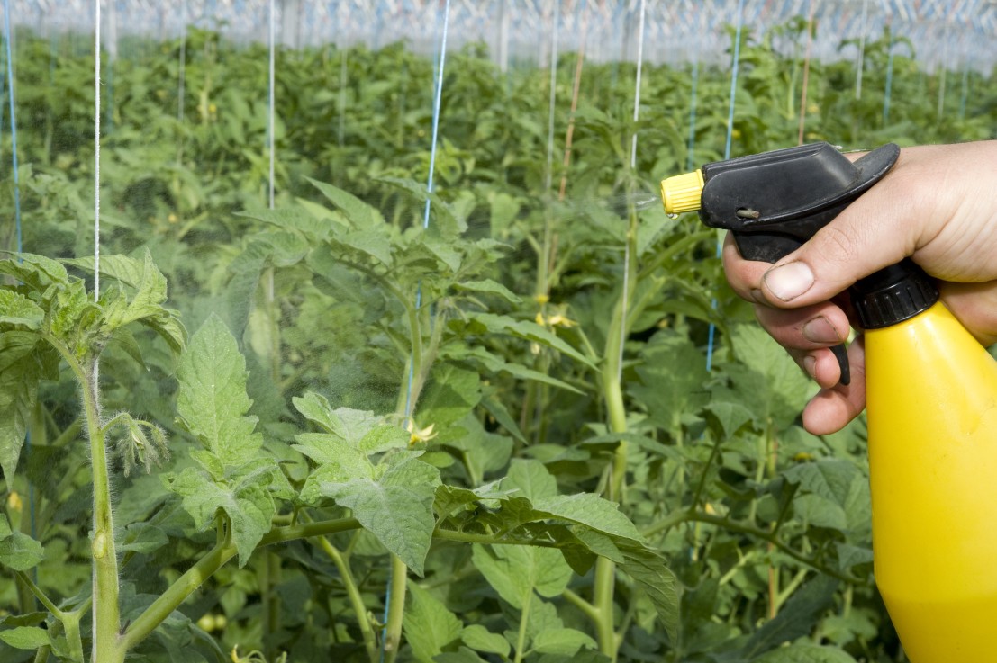 Alternatives aux phytosanitaires  un arrêté facilite le recours aux