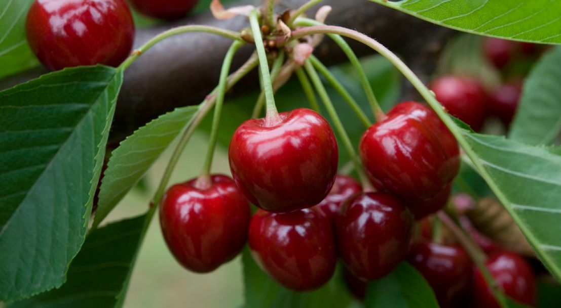 Le Temps Des Cerises Ministere De L Agriculture Et De L Alimentation