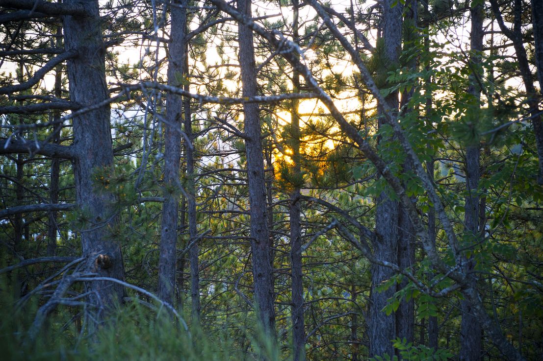 Forêts publiques : l’État réfléchit au démantèlement de l’ONF 11291_002