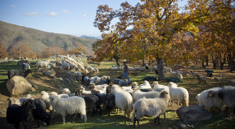 En Corse, l'agriculture reflet de l'identité insulaire ...