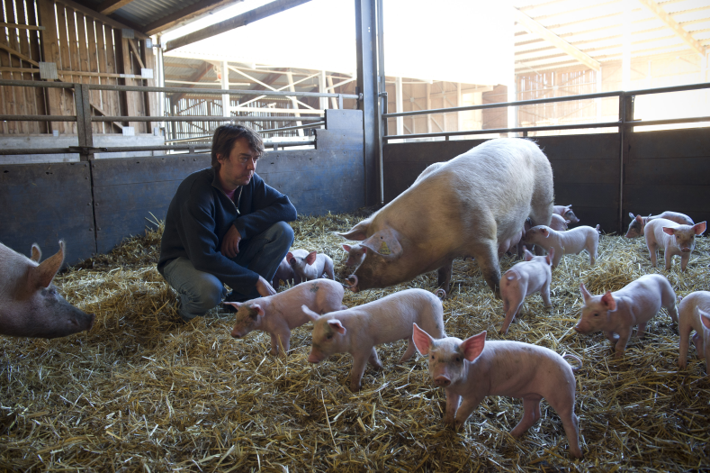 Le Bien être Et La Protection Des Porcs Alimagri