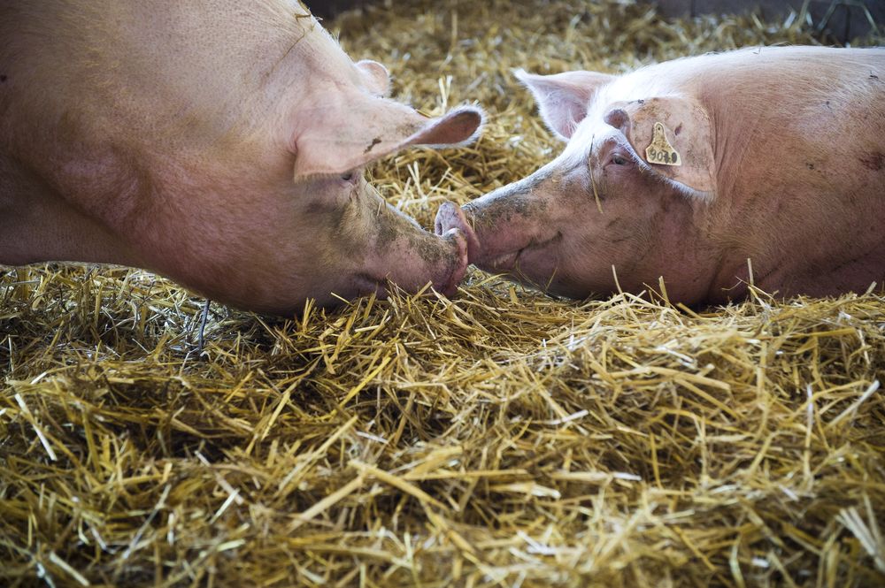 Rentabilite Et Debouches Pour Les Elevages De Porcs Bio Ministere De L Agriculture Et De L Alimentation