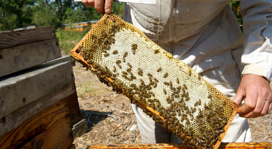 Encourager l�apiculture Ministère de l�Agriculture et de