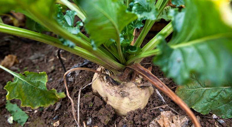 Le Ministere De L Agriculture Et De L Alimentation Et Le