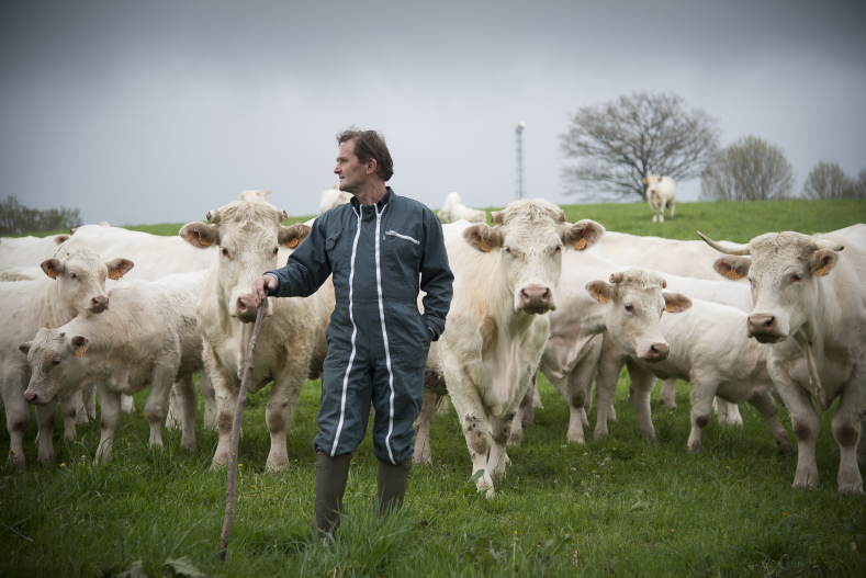 Le Bien Etre Et La Protection Des Vaches A Viande Ministere De L Agriculture Et De L Alimentation