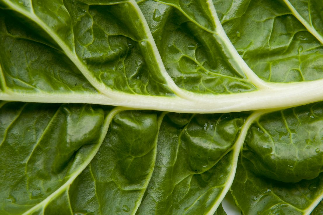 La Blette Legume De Saison A Deguster Sans Moderation Ministere De L Agriculture Et De L Alimentation La Blette Legume De Saison A Deguster Sans Moderation Ministere De L Agriculture Et De L Alimentation