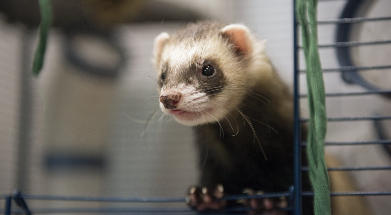 Le Bien Etre Et La Protection Des Nac Nouveaux Animaux De Compagnie Ministere De L Agriculture Et De L Alimentation