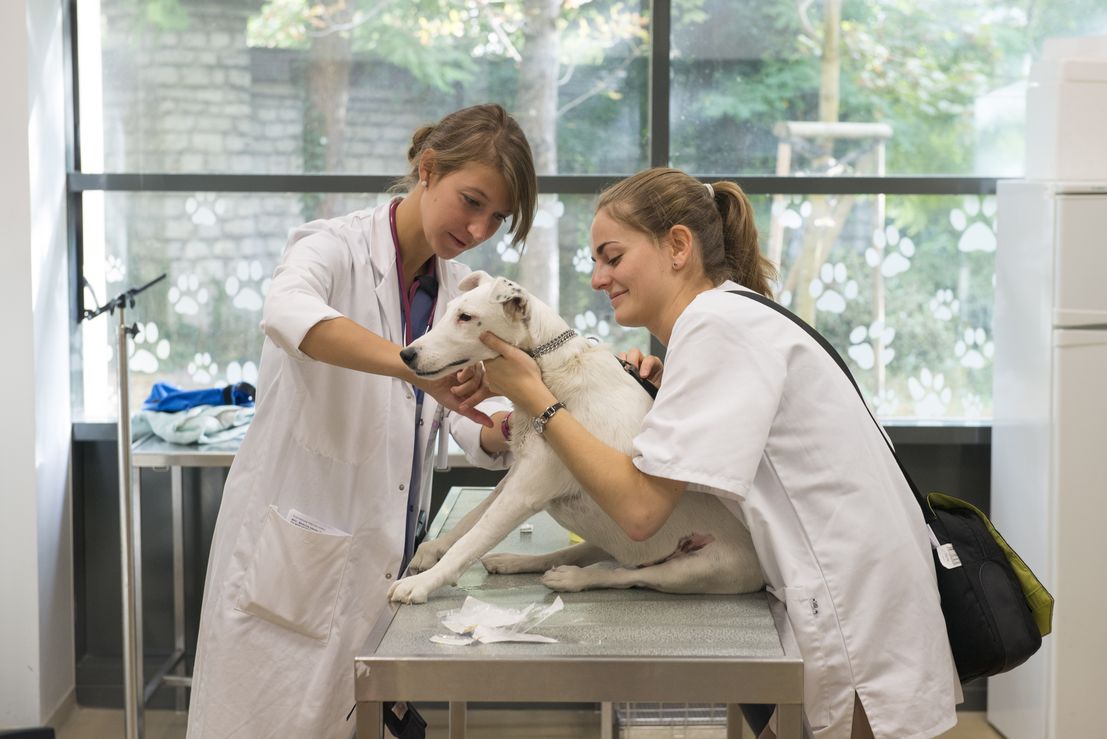 Les conditions d’octroi, de renouvellement et de retrait du titre de vétérinaire spécialiste évoluent