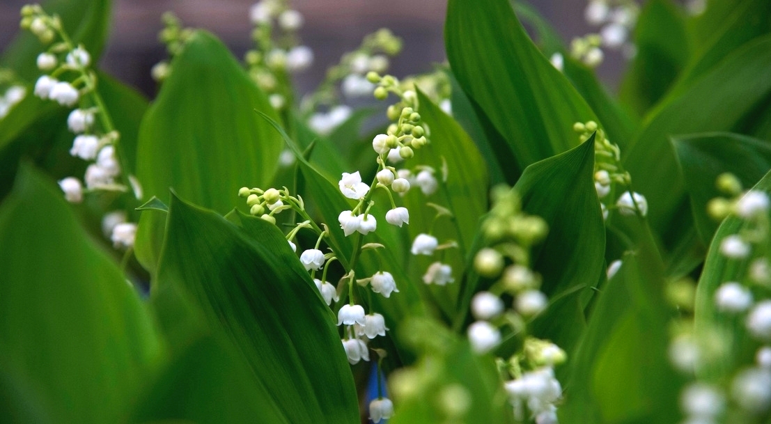 Le 1er Mai Offrez Du Muguet Ministere De L Agriculture Et De L Alimentation