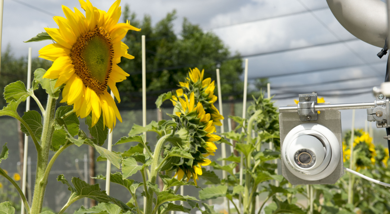 Ogm Les Nouvelles Technologies De Selection Ministere De L Agriculture Et De L Alimentation Ogm Les Nouvelles Technologies De Selection Ministere De L Agriculture Et De L Alimentation