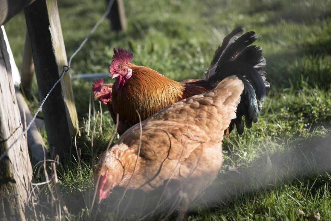 Influenza aviaire : le point sur la situation en France
