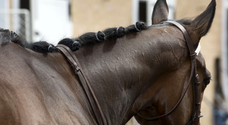 Passionnes Et Professionnels Du Monde Equin Rendez Vous Au Salon