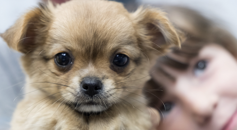 Comment Faire Garder Son Animal De Compagnie Alimagri