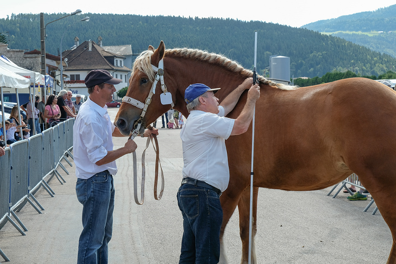 Comment Sont Selectionnes Les Chevaux Presents Au Salon