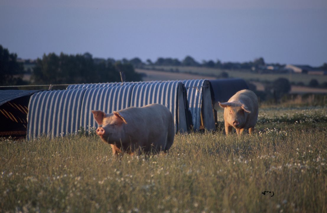 In Deutschland wurden nahe der französischen Grenze Ausbrüche der Afrikanischen Schweinegrippe gemeldet