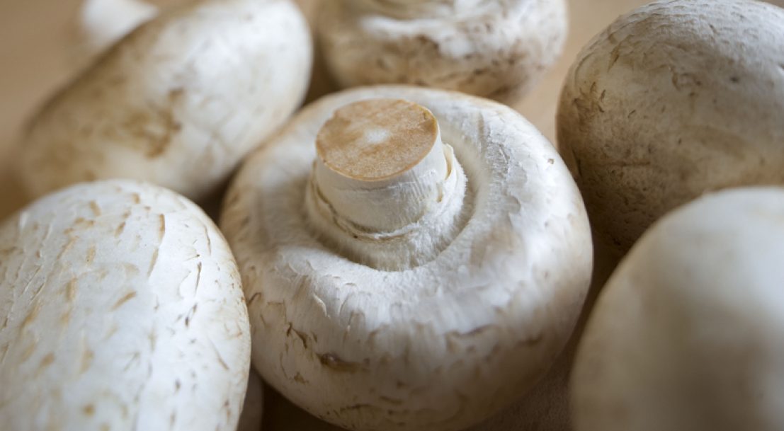 La Legende Du Champignon De Paris Ministere De L Agriculture Et De L Alimentation