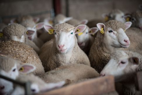 #mouton_bio_zeralda