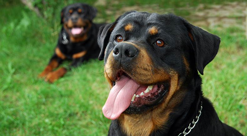 Les chiens de catégorie 1 et 2 dits « chiens dangereux 