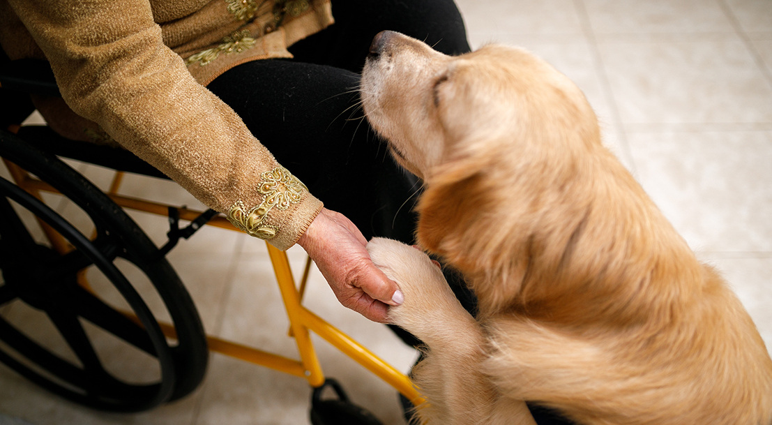 À la découverte des handichiens et des chiens guides du0027aveugles 