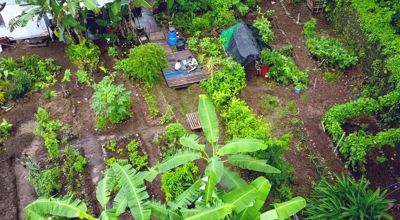 Martinique : le jardin partagé de Trenelle-citron, un projet éducatif et  solidaire | Ministère de l'Agriculture et de l'Alimentation
