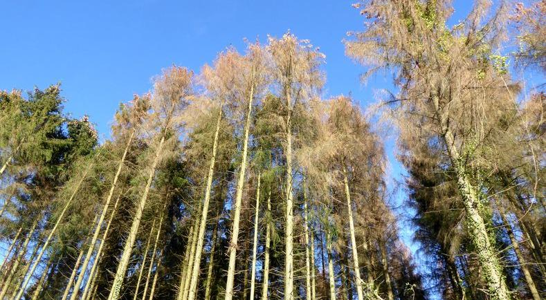 la secheresse impacte aussi les forets ministere de l agriculture et de l alimentation la secheresse impacte aussi les forets