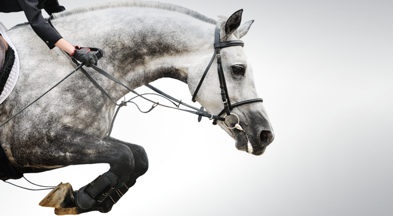 Salon Du Cheval De Paris Bienvenue Dans Le Plus Grand Centre Equestre De France Ministere De L Agriculture Et De L Alimentation