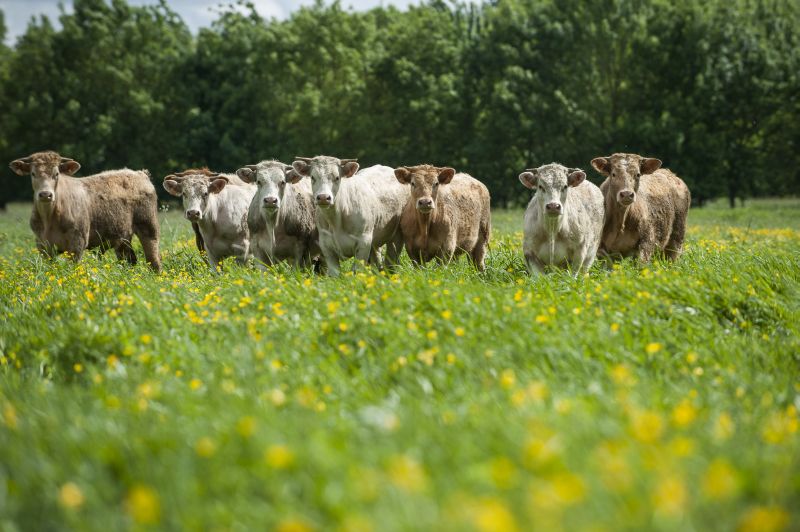 Qu'est-ce Que L'agroécologie ? | Ministère De L'Agriculture Et De L ...